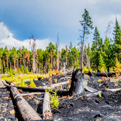 tree line in the background and a blackened tree stump in the foreground